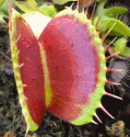 捕蝇草吃播